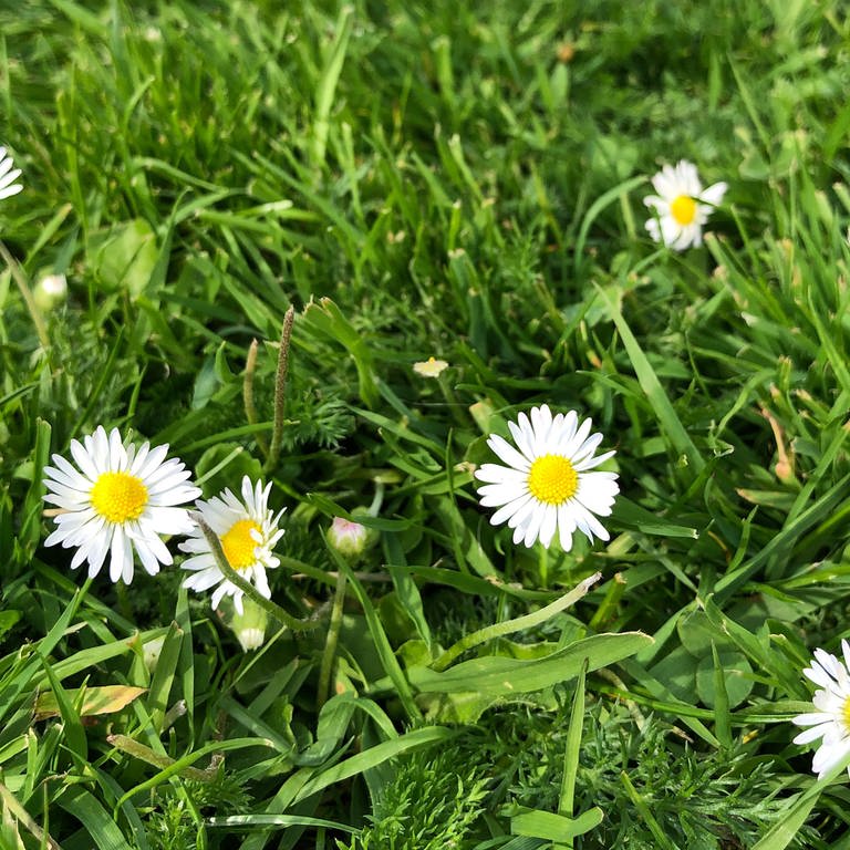 Rasen mit Blumen