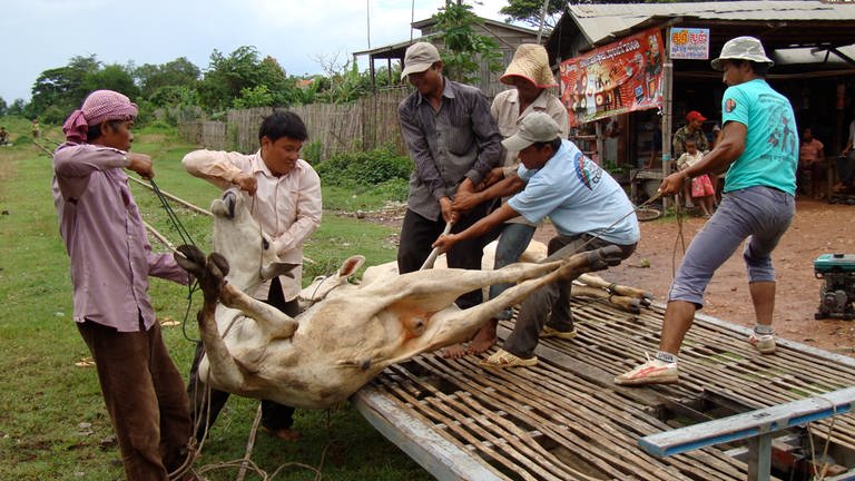 Für die Bauern ist die Bambusbahn oft der einzige Weg, ihre Ernte und Saat oder auch ihr Vieh zu transportieren.