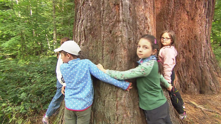 Kinder sammeln im Wald Buchecker