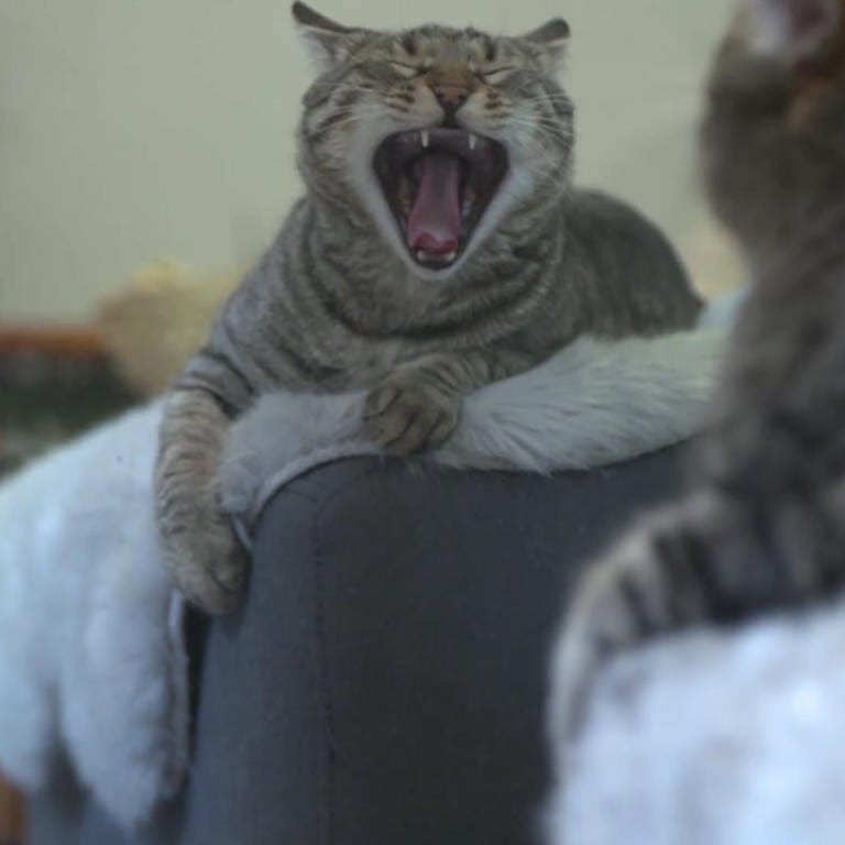 Gähnende Katze auf dem Sofa