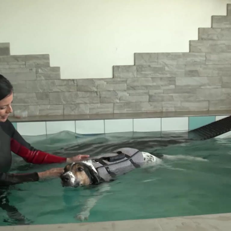 Schwimmkurs für Hunde