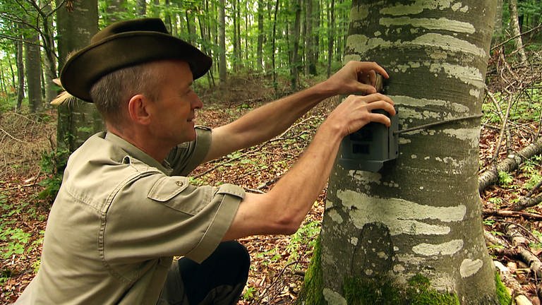 Luchsbeauftragter Armin Hafner installiert Luchskamera im Naturpark Obere Donau