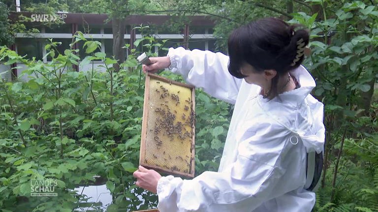 Die Biologin Kirsten Traynor betrachtet ihre Bienen.