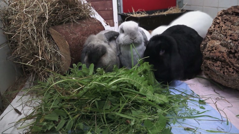Kaninchen fressen Grünzeug im Kleintierhaus des Tierheims Esslingen