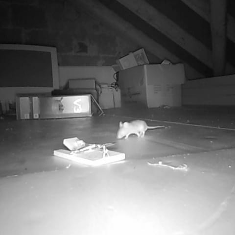 Nachtaufnahme Maus auf dem Dach