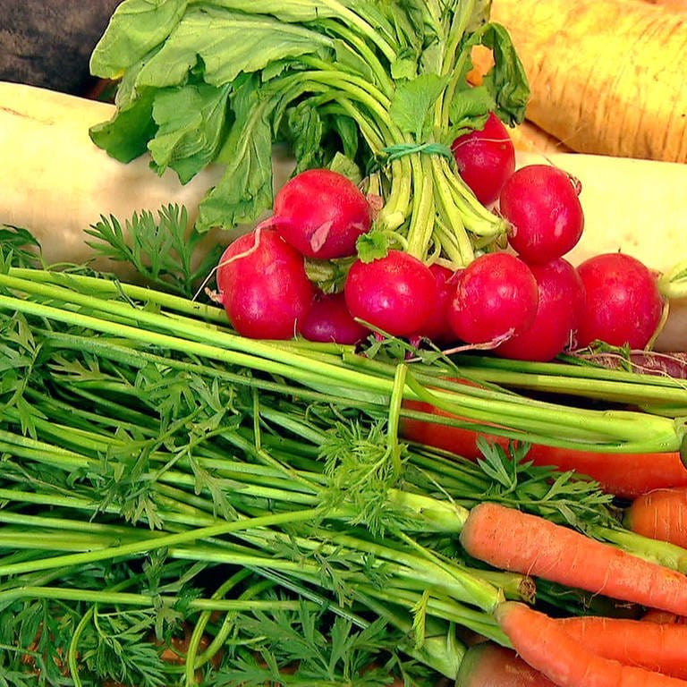Verschiedene Wurzelgemüse auf dem Markt präsentiert: Karotten, Radieschen, Rettich, Pastinaken, Rote Beete