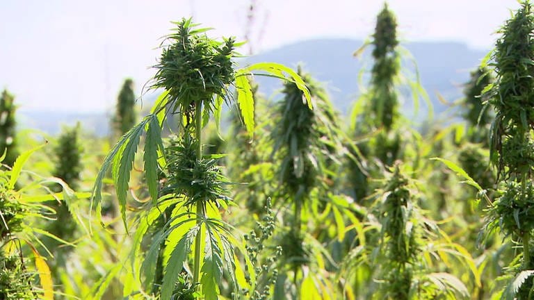 Cannabis-Pflanzen in einem Feld