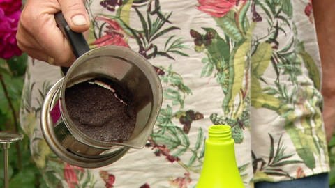 Kaffeesatz in einer Stempelkanne - mit dem Aufguss daraus werden Blattläuse bekämpft