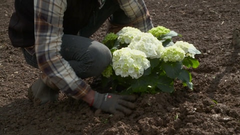 Eine Pfingstrose wird in den Boden eingepflanzt. Beim Einpflanzen kann die Pflanze ruhig etwas fester in den Boden gedrückt werden. 