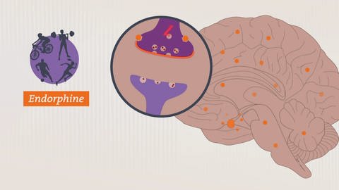 Grafische Darstellung von einem Gehirn und den Nervenzellen-Rezeptoren, an denen Endorphine andocken.
