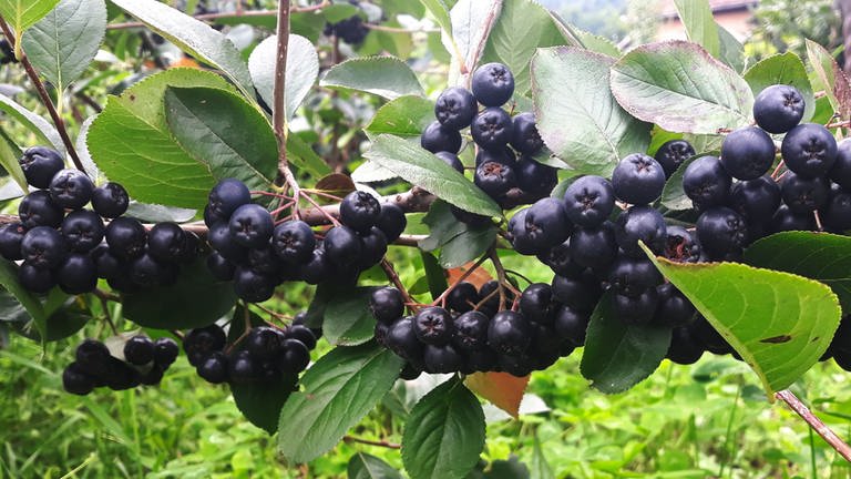 Schwarzblaue Aronia-Beeren hängen dicht an dich an einem Strauch. Sie vereinen viele gesundheitsförderliche Inhaltsstoffe und sollen gegen Viren und sogar Krebs helfen.