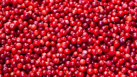 Jede Menge frische Cranberries liegen auf einer Fläche.