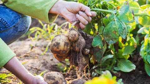 Eine Hand zieht eine Kartoffelpflanze aus der Erde, an der ganz viele schmutzige Knollen hängen.