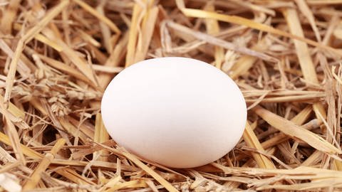 Ein weißes Ei liegt im Stroh (Foto: IMAGO, Zoonar)