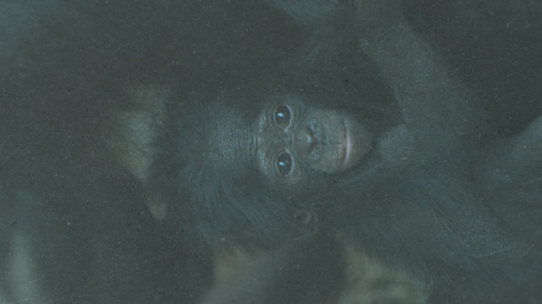 Bonobo-Baby Kila?