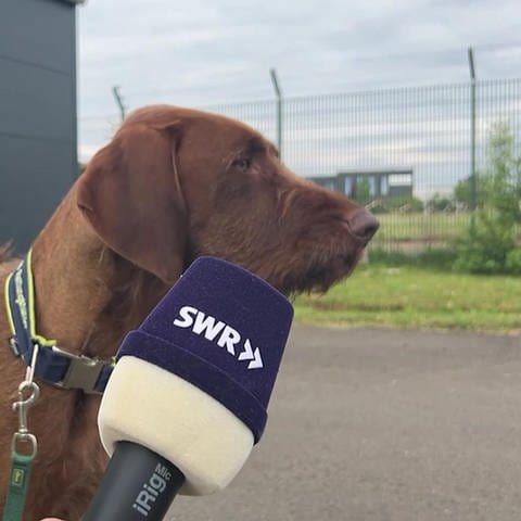 Rettungshund mit SWR Mikrofon