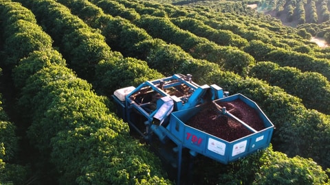 Auf einer Kaffeeplantage wird Kaffee mit einer großen Maschine geerntet. (Foto: SWR)