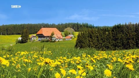 Das Familienhaus der Fallers liegt umsäumt von Löwenzahnwiesen im Schwarzwald (Foto: SWR, Sebera)