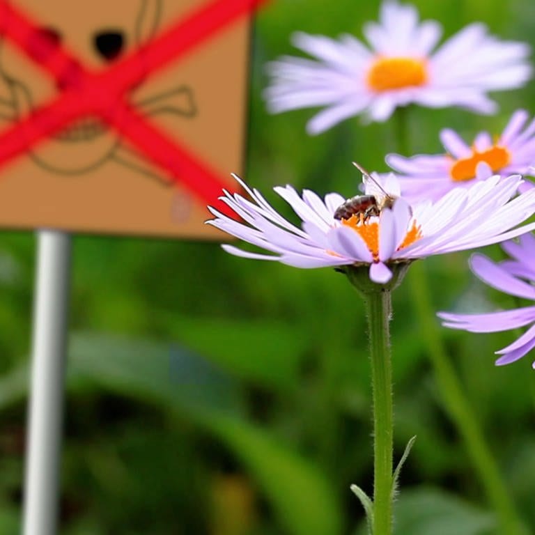 Ohne Chemie im Garten - Grafik - Totenkopfsymbol, rot durchkreuzt, unscharf im Hintergrund - Blüten mit nektarsammelnden Bienen im Vordergrund (Foto: SWR)