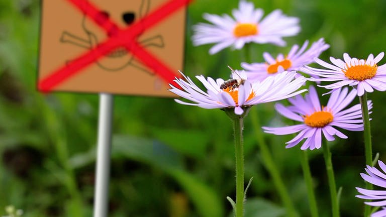 Ohne Chemie im Garten - Grafik - Totenkopfsymbol, rot durchkreuzt, unscharf im Hintergrund - Blüten mit nektarsammelnden Bienen im Vordergrund (Foto: SWR)