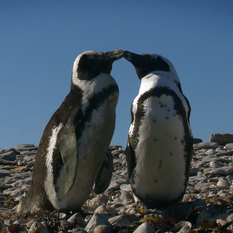 Zwei Pinguine (Foto: SWR)