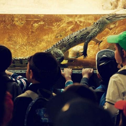 Eine Gruppe  Thoraschüler vor dem Krokodilterrarium im Biblischen Zoo (Foto: SWR, SWR - Katharina_Waisburd)