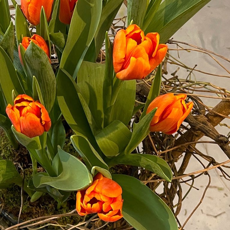 Tulpen im Zweiggestell (Foto: SWR)