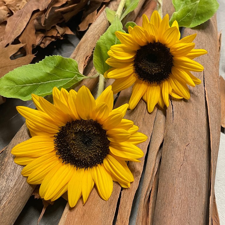 Sonnenblumen (Foto: SWR)