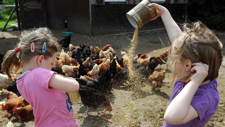 Kinder füttern Hühner (Foto: dpa Bildfunk, dpa Bildfunk -)