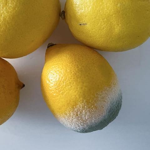 Schimmlige Zitronen (Foto: SWR, SWR -)