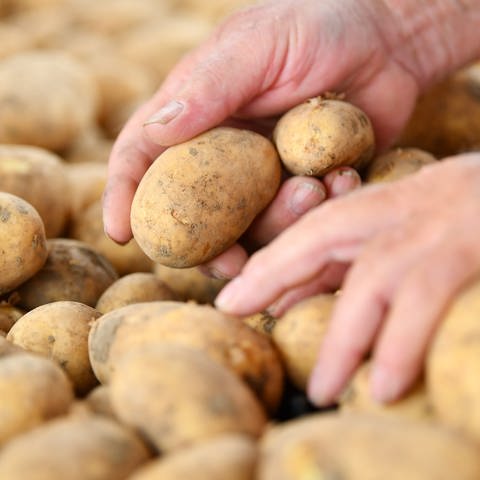 Kartoffeln der Sorte Annabelle (Foto: dpa Bildfunk, Picture Alliance)