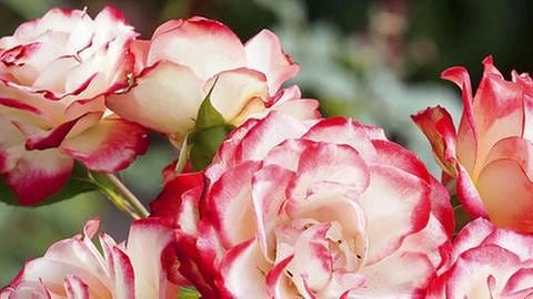Weiß-rot-rosa Blüten einer Edelrose im Garten. (Foto: Getty Images, Thinkstock -)