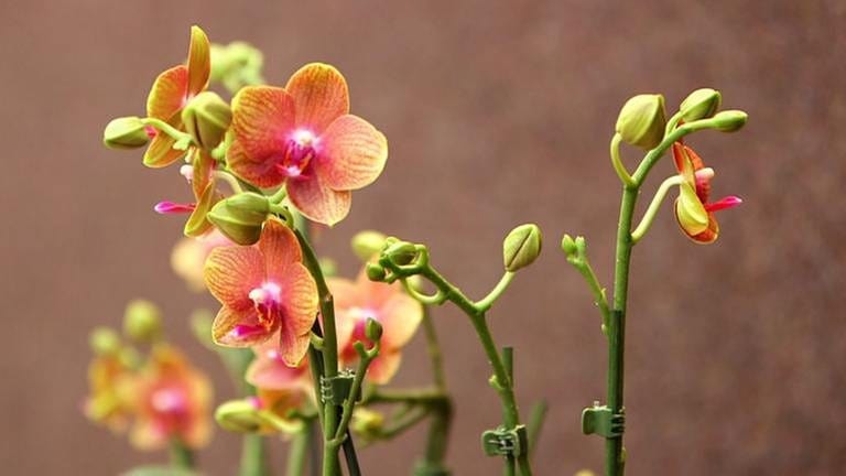Orchidee (Foto: SWR, SWR -)