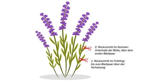 Grafik zum Lavendel (Foto: Colourbox)