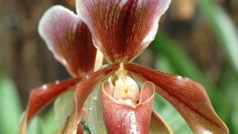 Orchidee Frauenschuh (Paphiopedilum Cultivar) (Foto: SWR, SWR - Foto: Katja Hemmer)