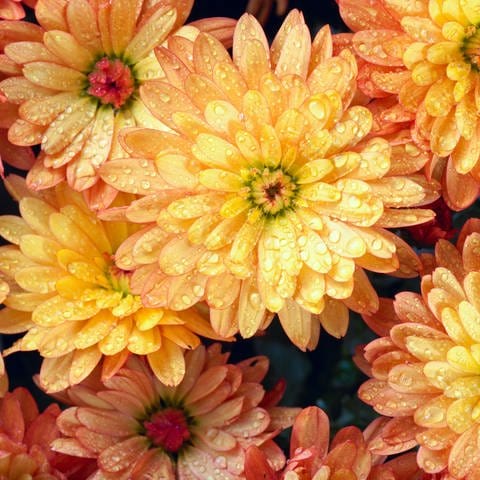 Chrysantheme (Foto: Colourbox)