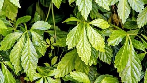 Die Blätter der Jiaogulanpflanze bestehen aus fünf feingliedrigen, gezackten Blattfingern.  (Foto: Colourbox, Foto: Colourbox.de -)