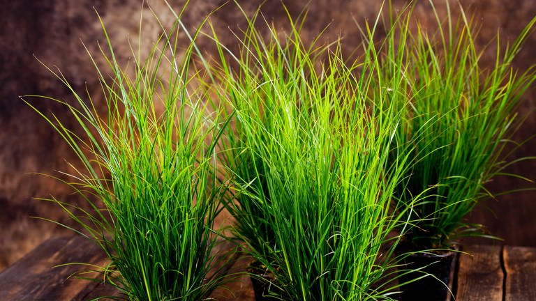 Carex - Segge (Foto: IMAGO, IMAGO / Shotshop)