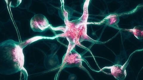Netzwerk von Nervenzellen (Foto: IMAGO, Imago -)