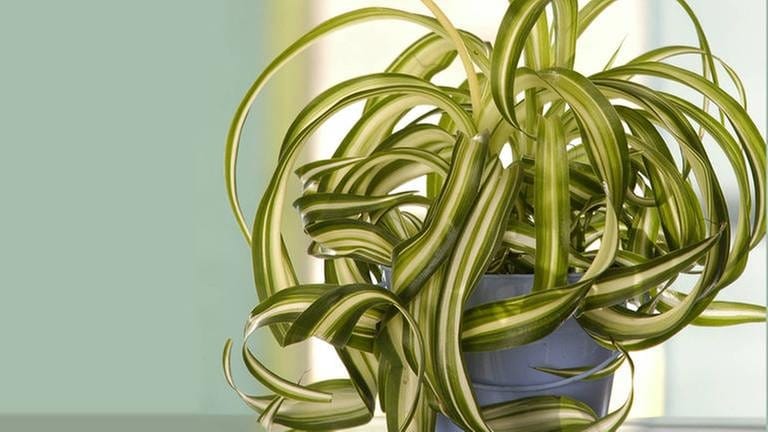 Grünlilie (Chlorophytum comosum) (Foto: IMAGO, Imago -)