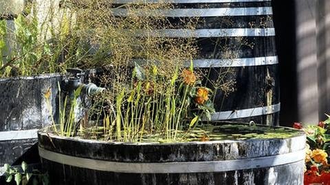 Ein Miniteich in einem Holzbottich mit Wasserpflanzen steht im Schatten (Foto: IMAGO, Imago -)