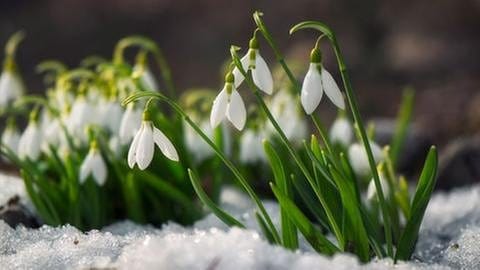 Schneeglöckchen im Schnee (Foto: Getty Images, Thinkstock -)