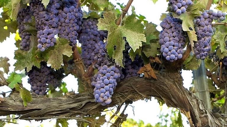 Trauben an hängen an einer Weinrebe (Foto: Getty Images, Thinkstock -)