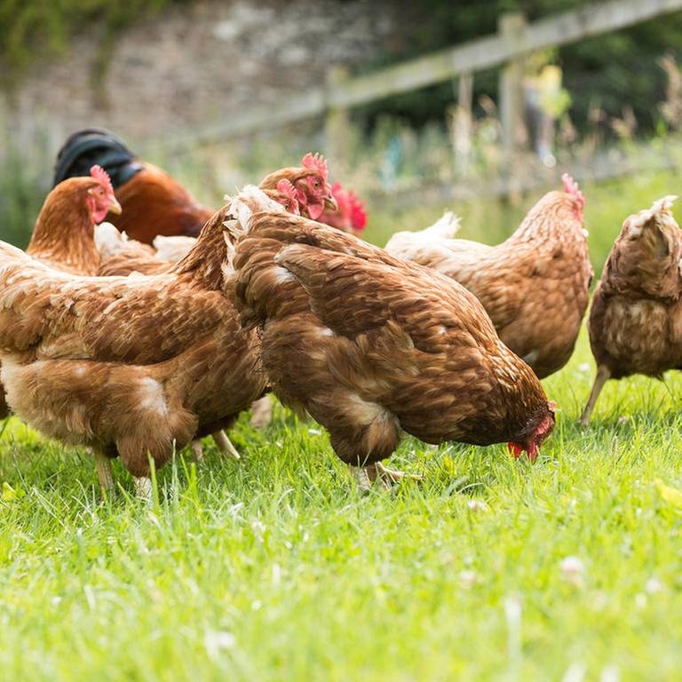 Hühner auf einer grünen Wiese. (Foto: Getty Images, Thinkstock -)