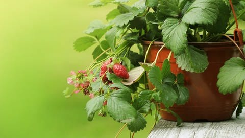 Erdbeerpflanze im Topf