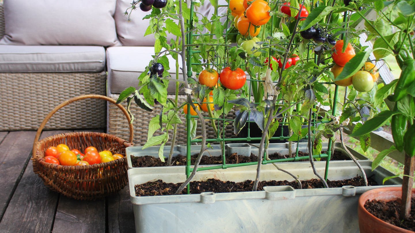 Tomatenanbau auf Balkon und Terrasse (Foto: Colourbox)
