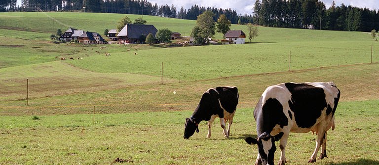 Kühe auf grüner Wiese, im Hintergrund ein Schwarzwaldhof (Foto: SWR)