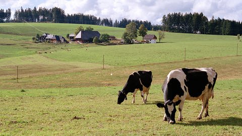 Kühe auf grüner Wiese, im Hintergrund ein Schwarzwaldhof (Foto: SWR)