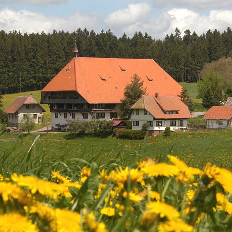 Der Fallerhof im Hintergrund, vorne blühender Löwenzahn (Foto: SWR, Stephanie Schweigert)