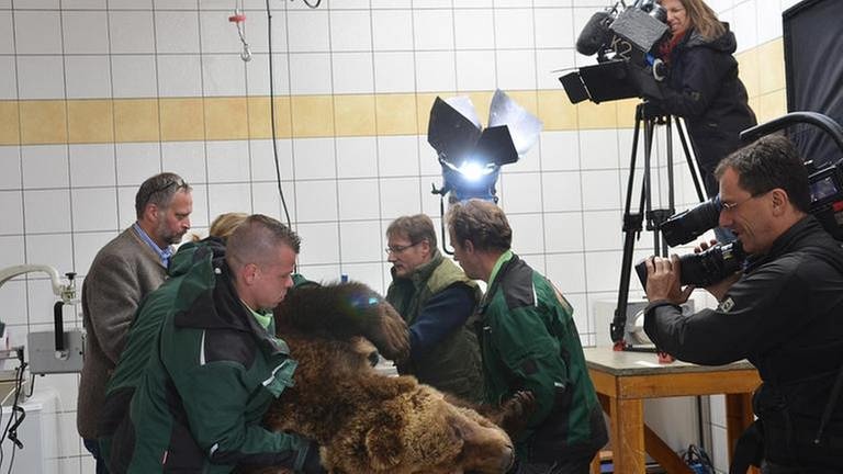 Bär Poldi wird von den Mitarbeitern des Bärenparks auf den OP-Tisch gelegt